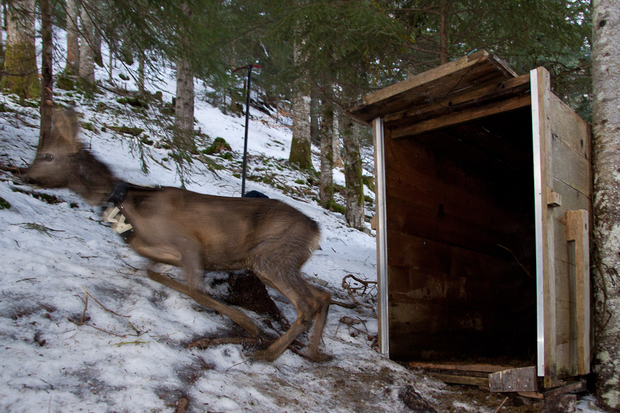 Lâcher d'un chevreuil mâle déjà marqué.