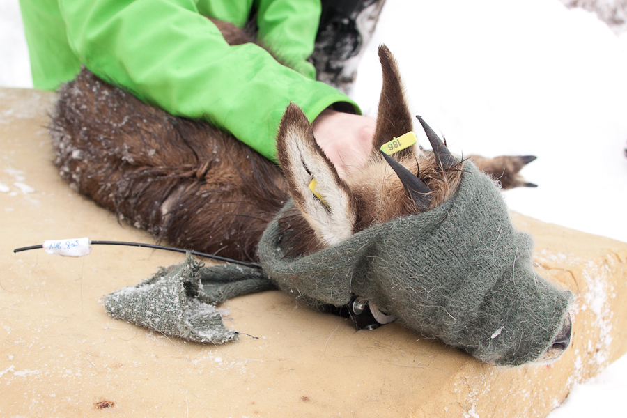 Cabri de chamois prêt à être relaché.