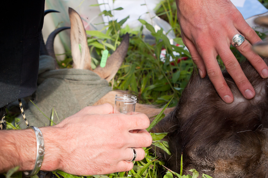 Recherche et collecte de parasites externes sur une femelle de chamois..