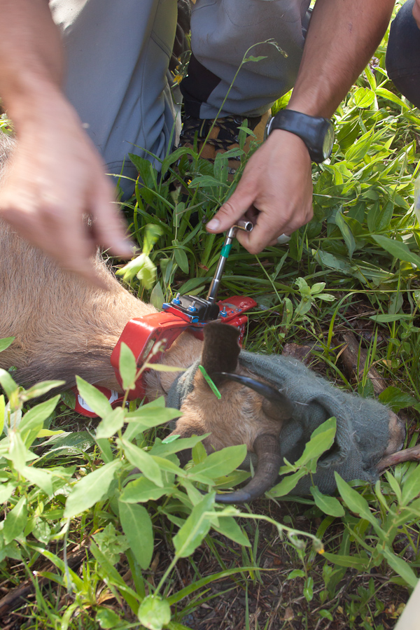 Fixation du collier émetteur sur une femelle de chamois.