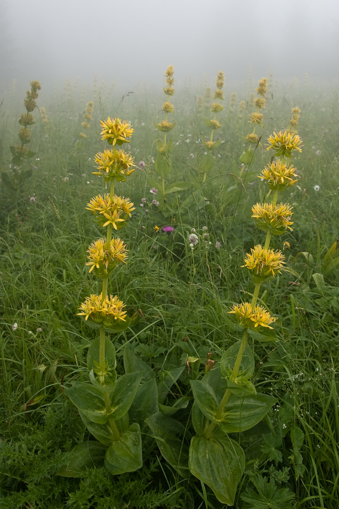 Prairie dans la brume