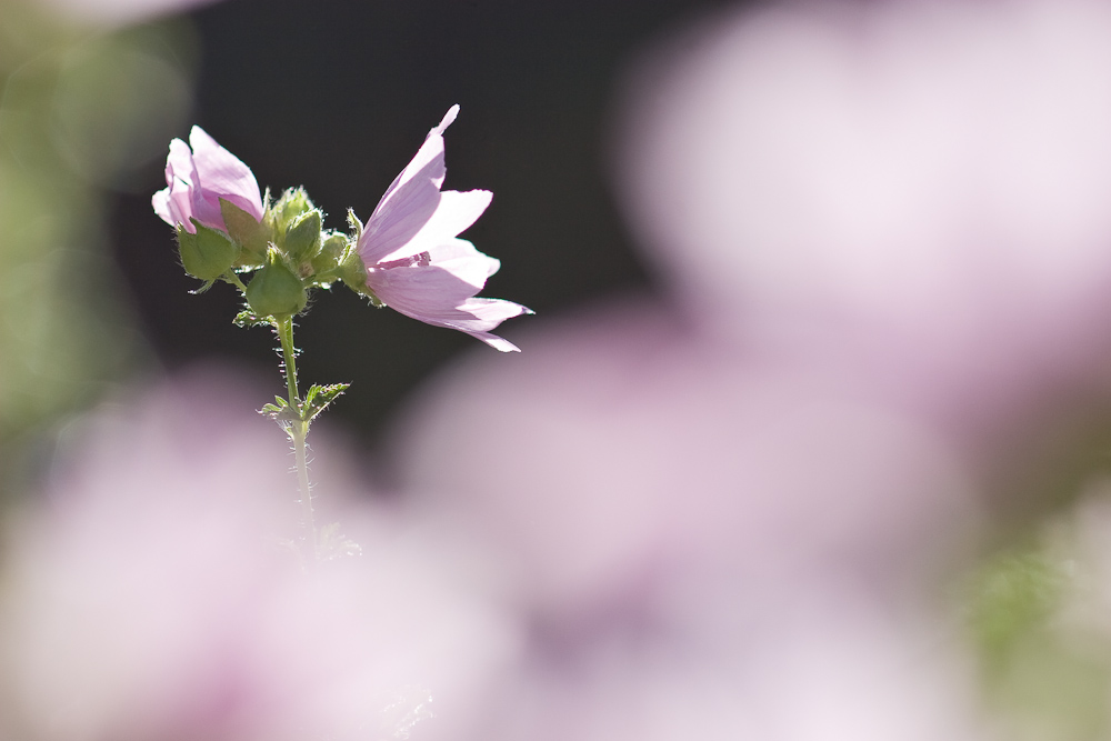 Parmis les mauves alcee