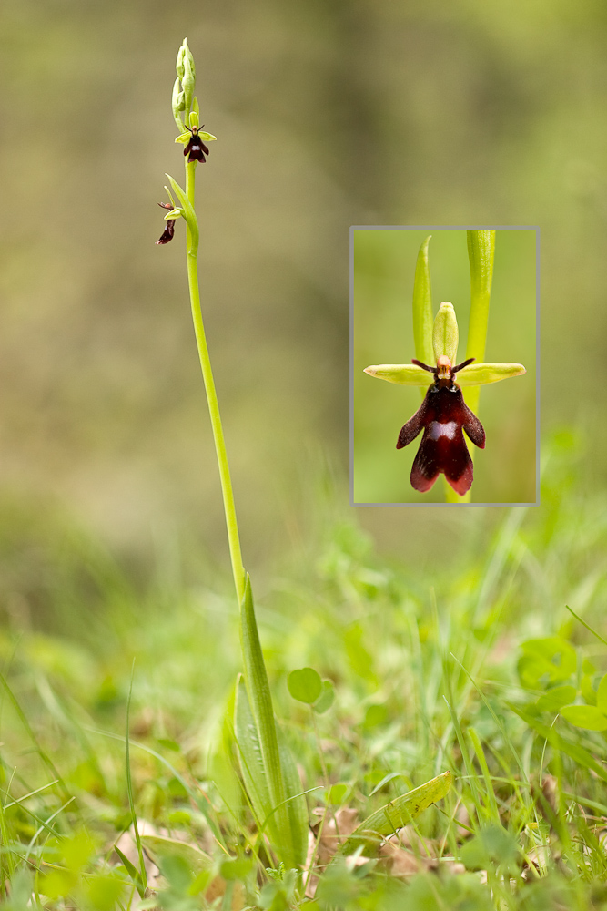 Ophrys mouche