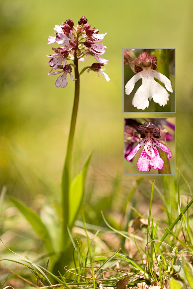 Orchis pourpre