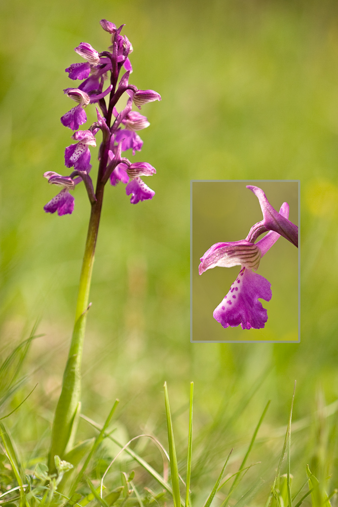 Orchis bouffon