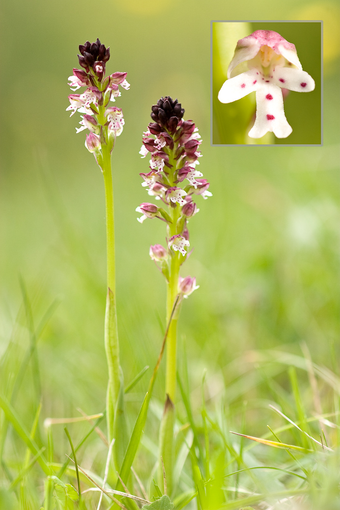 Orchis brule