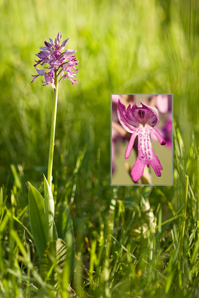 Orchis militaire