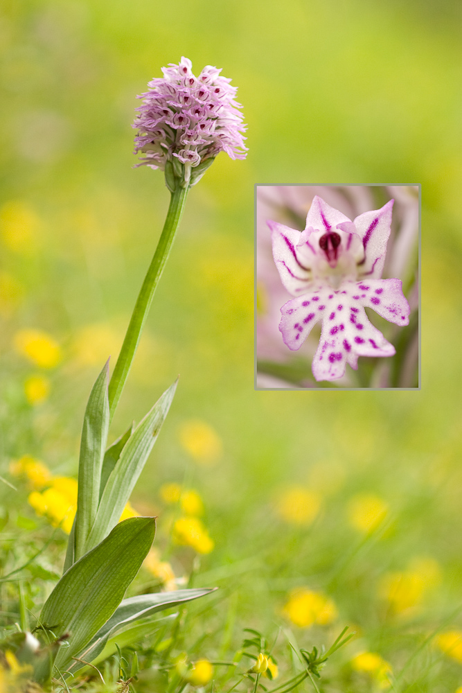 Orchis a trois dents