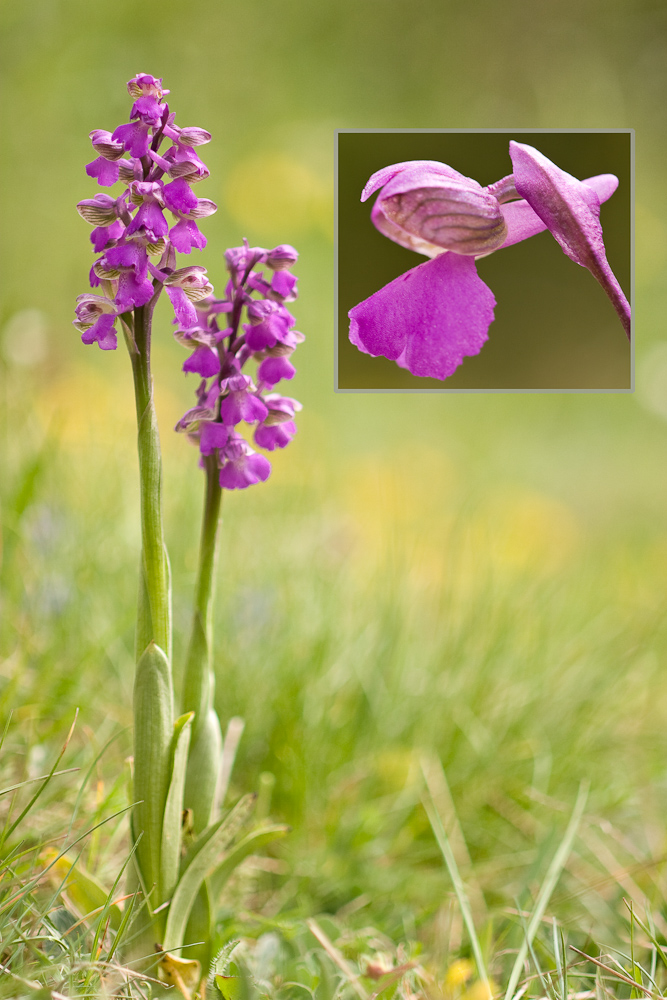 Orchis bouffon