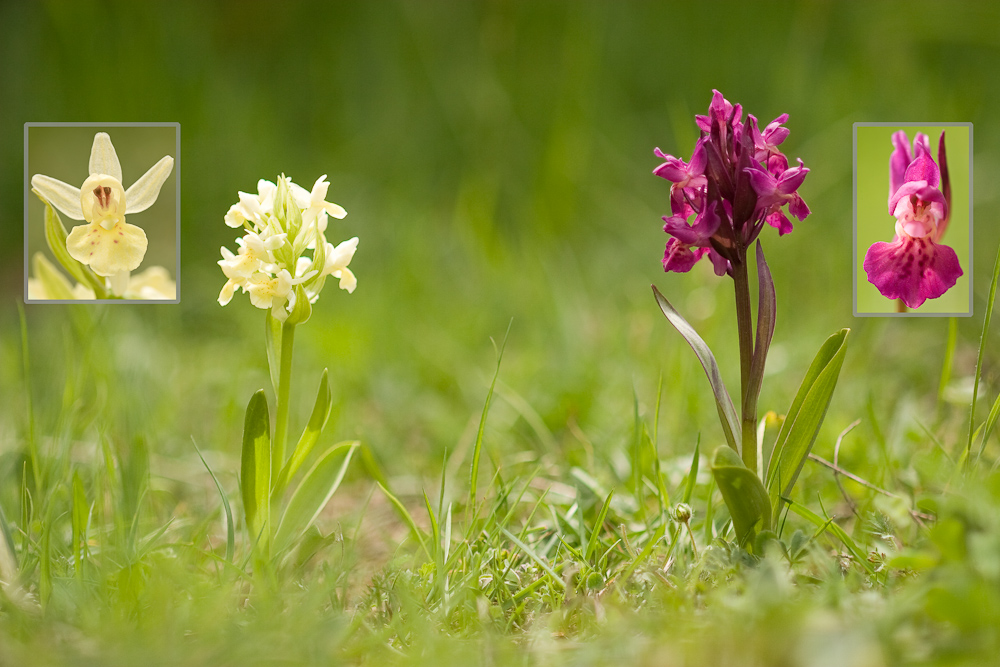Orchis sureau 2 couleurs