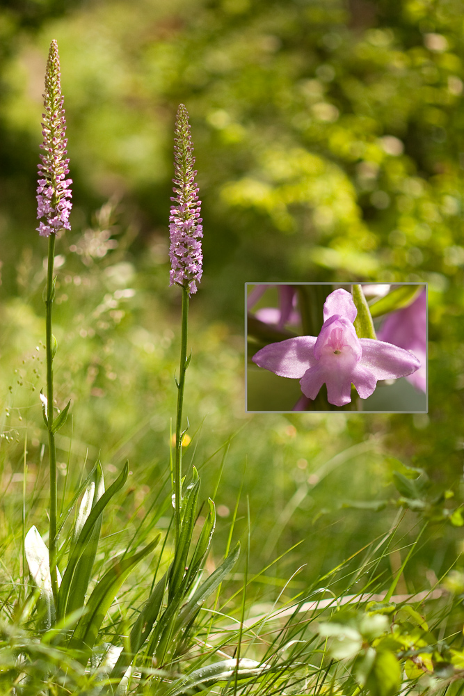 Orchis odorant