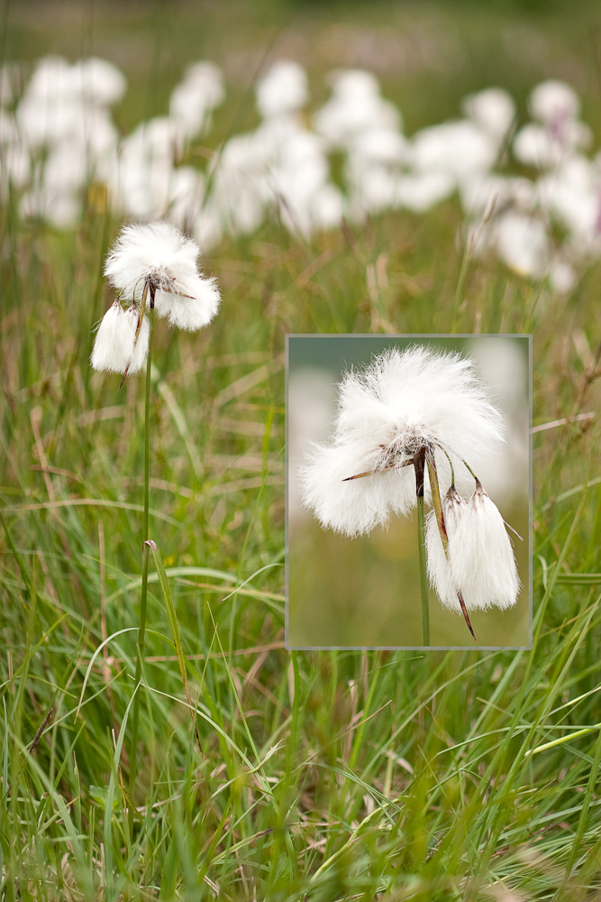 Linaigrette a feuille lache