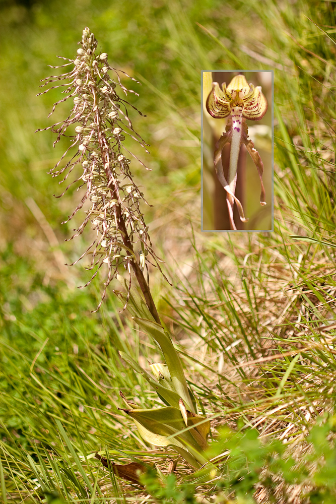 Orchis bouc