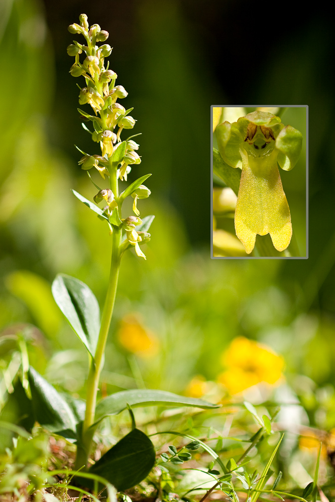 Orchis grenouille