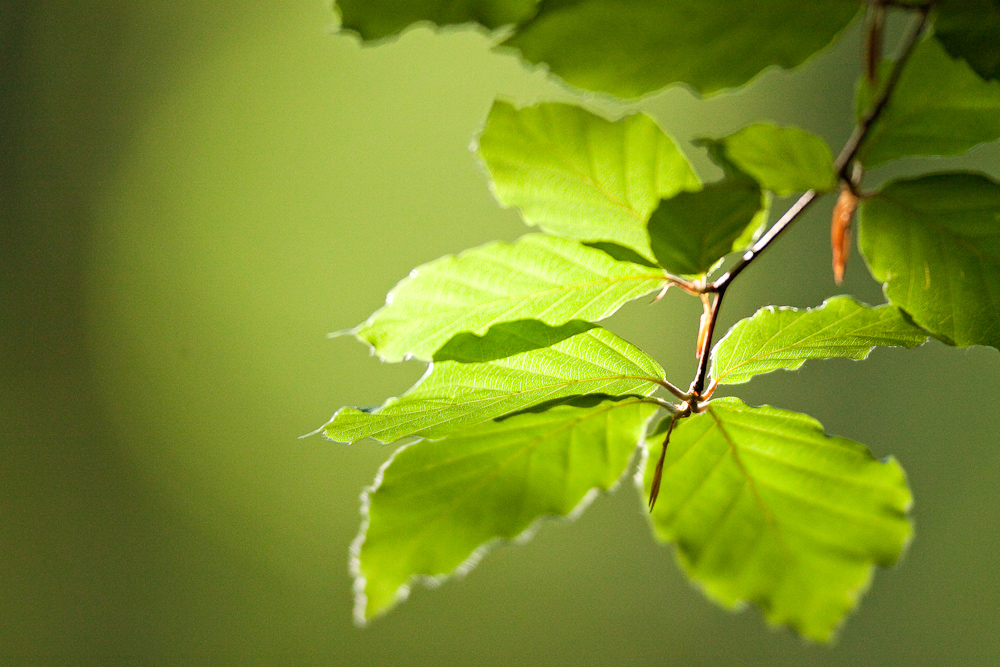 Feuille de hetre au printemps