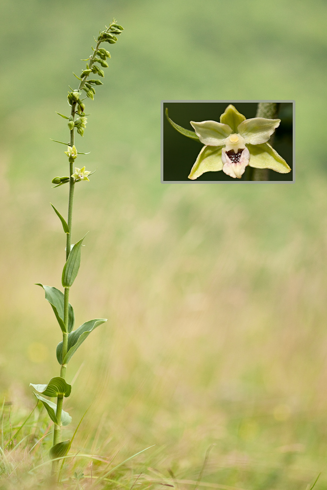 Epipactis a larges feuilles