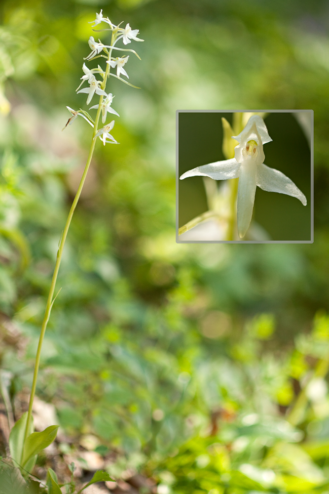 Platanthere a 2 feuilles