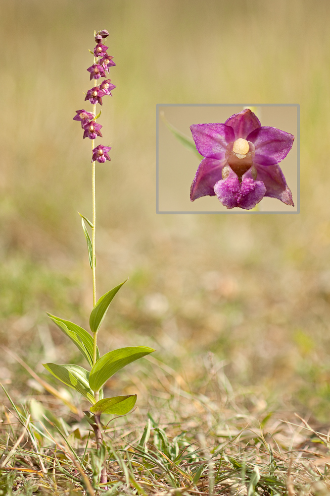 Epipactis rouge