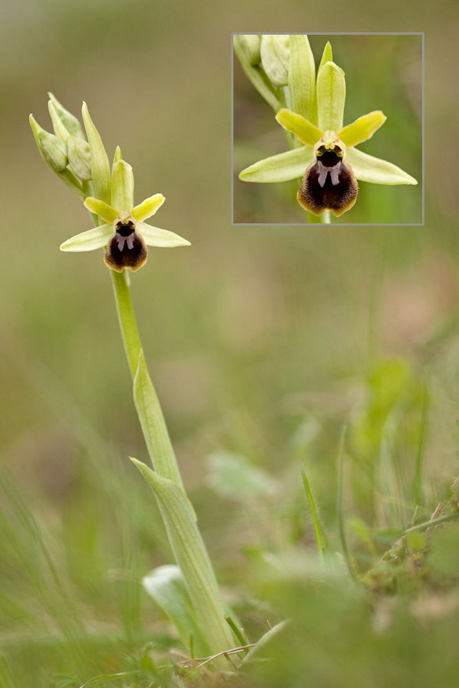 Ophrys litigieux