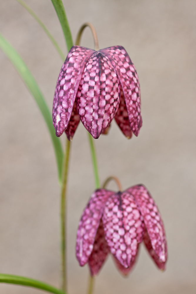 Fritillaire pintade