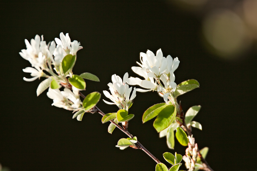 Amelanchier