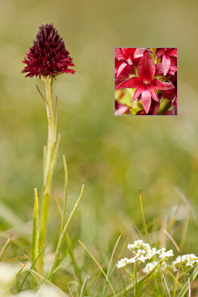 Nigritelle noire Orchis vanille