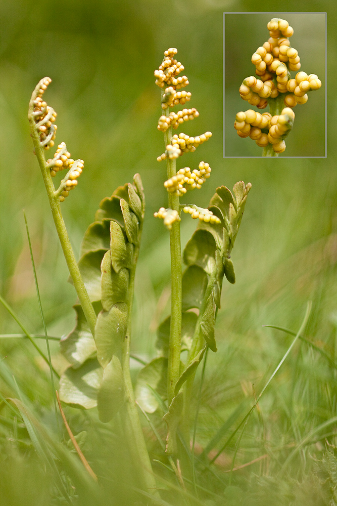 Botriche lunaire en sporulation