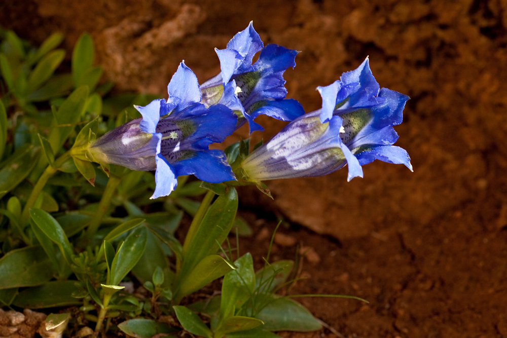 Gentiane a feuilles etroites