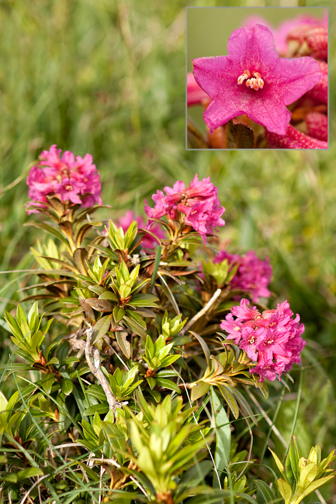 Rhododendron ferrugineux
