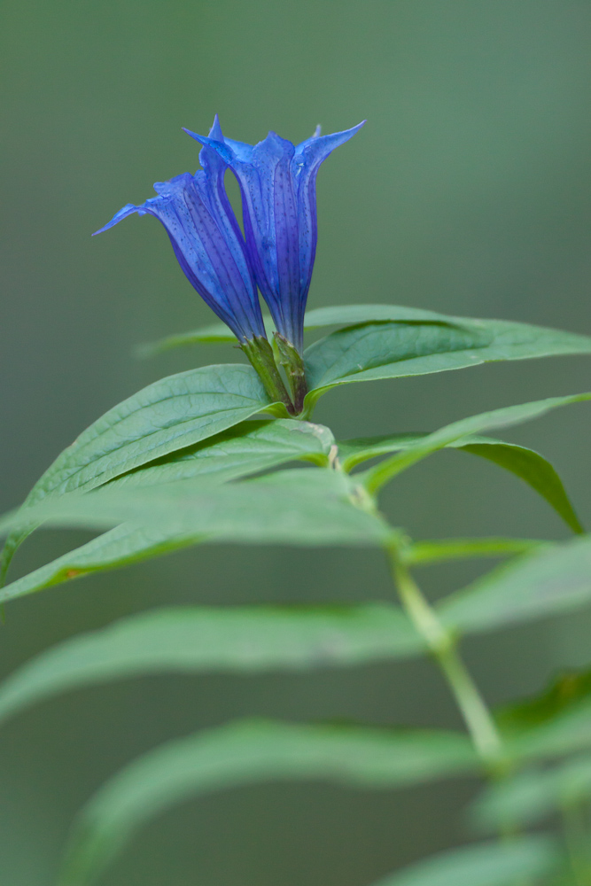 Gentiane à feuilles d'Asclépiade