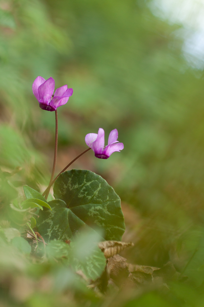 Cyclamen