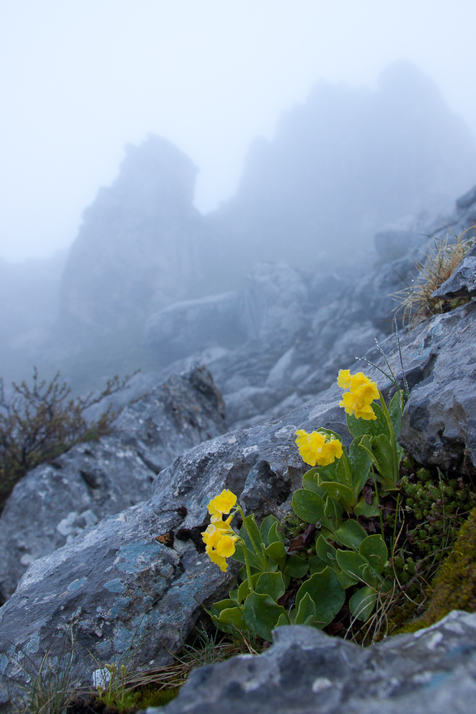 Primevère au pied des rochers dans la brume