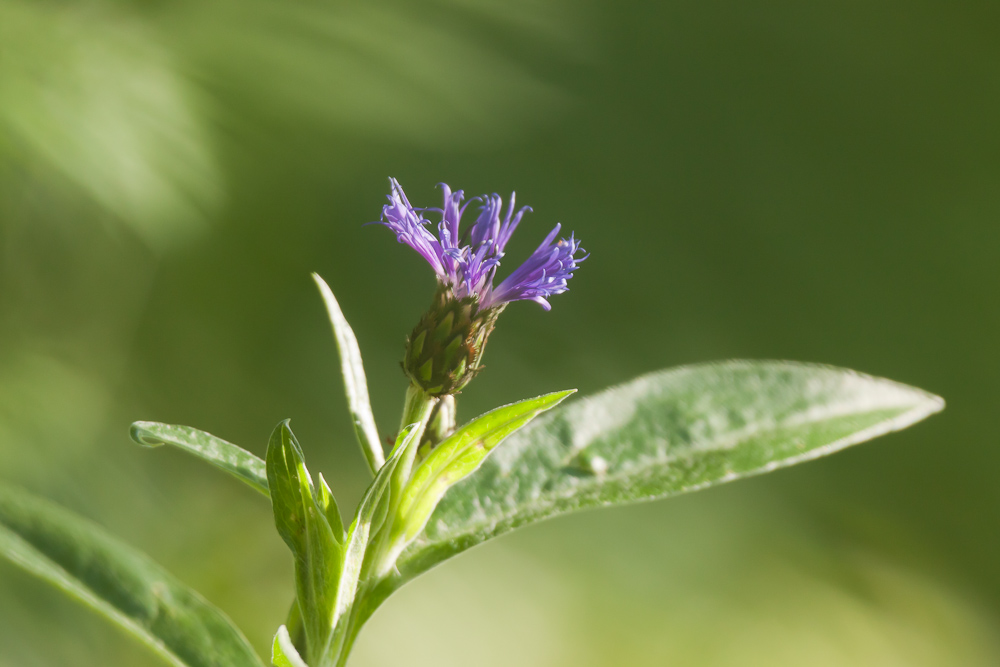 Fleur de centauree