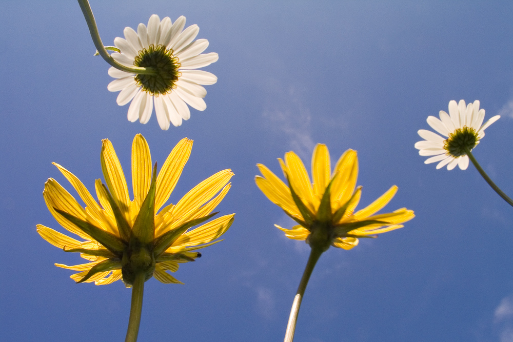 Fleurs en contre-plongee