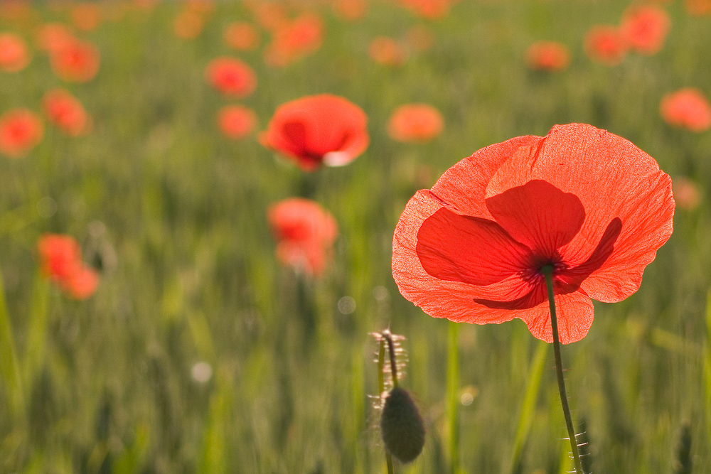 Coquelicot