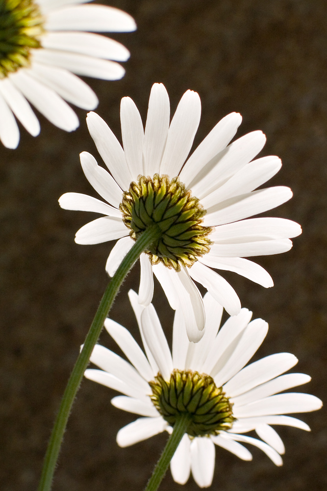 Marguerite