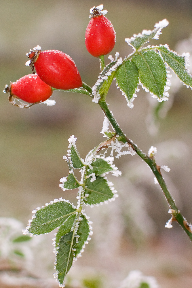 Fruit givre de l'eglantier rosier des chiens