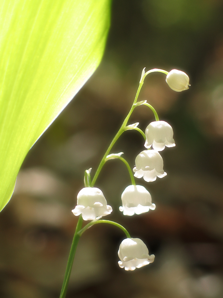 Muguet