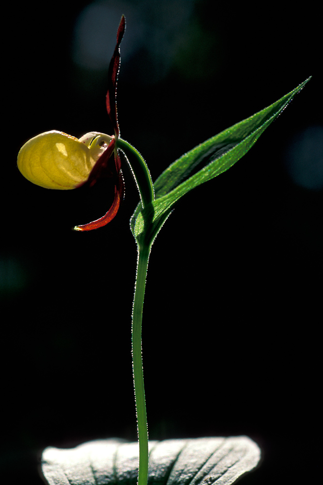 Sabot de Venus