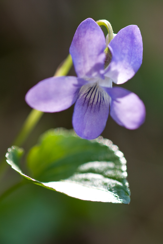 Violette