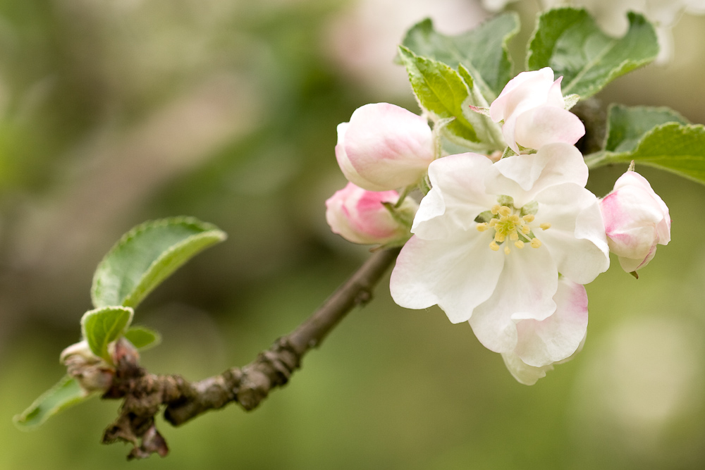 Fleur de pommier