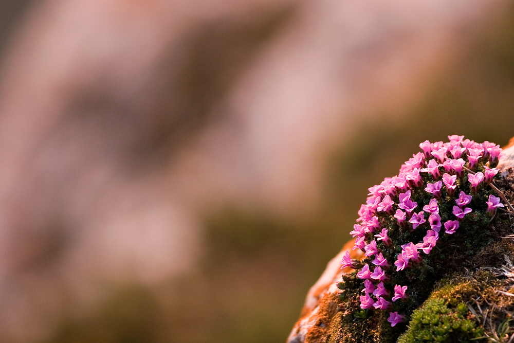 Coussinet de saxifrage a feuilles opposees