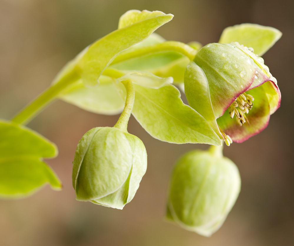 Hellebore fetide