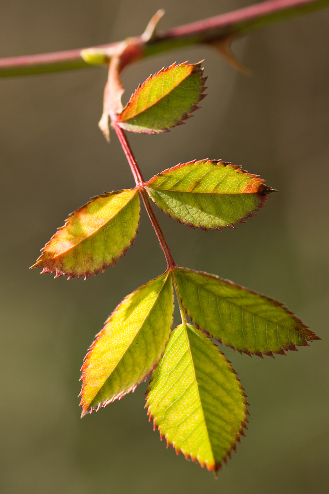 Feuille de la ronce