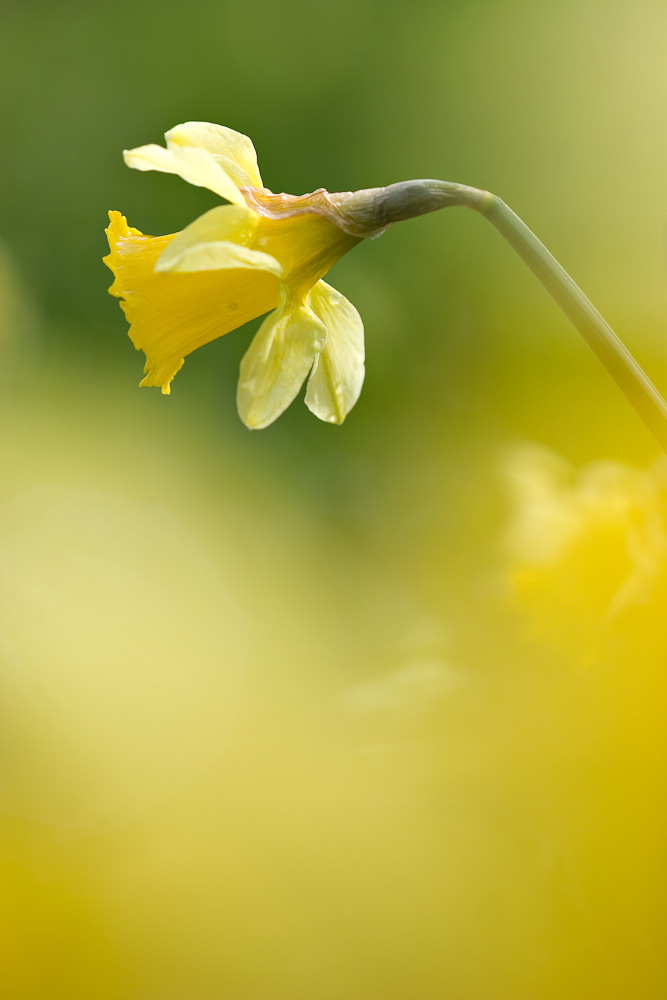 Une jonquille parmis les jonquilles