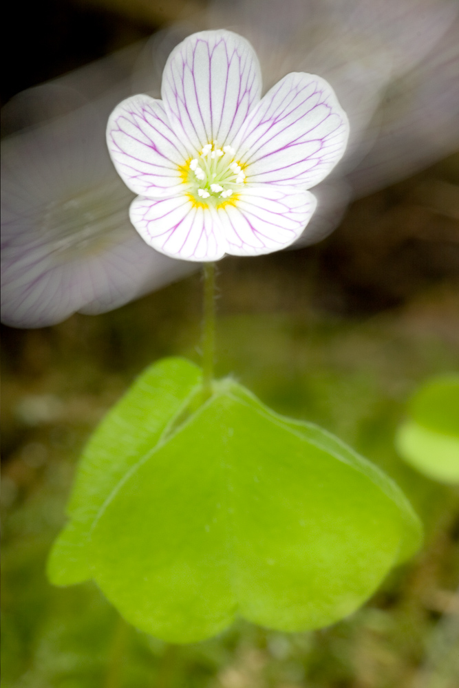 Oxalis des bois