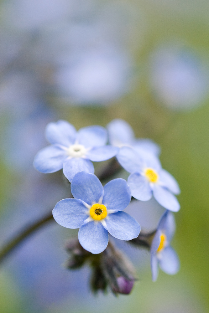 Myosotis