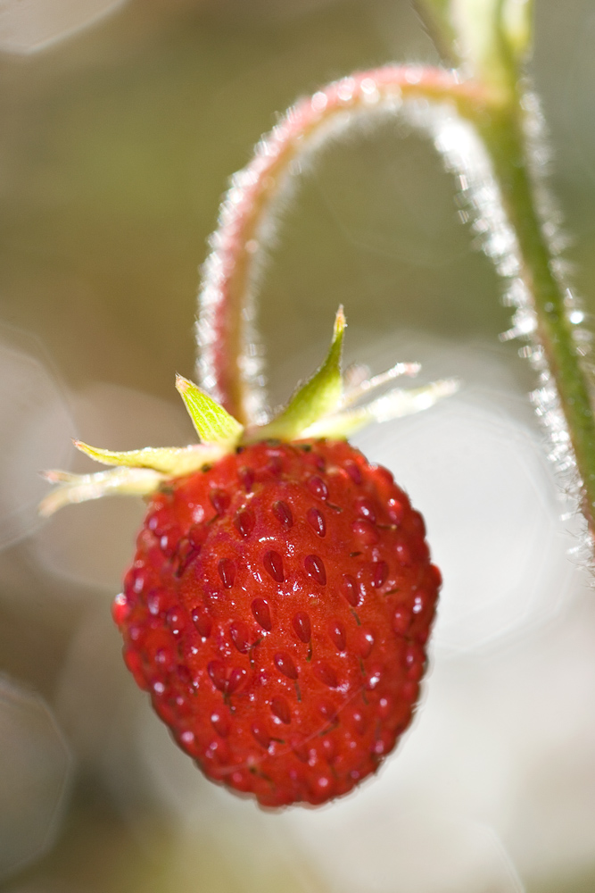 La succulente fraise des bois