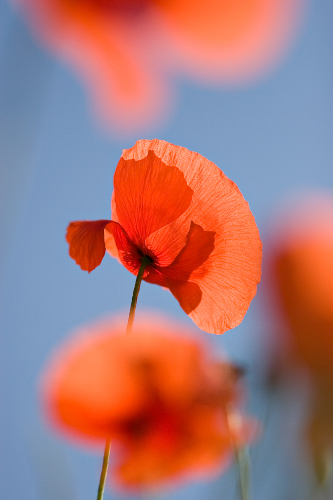 Coquelicot