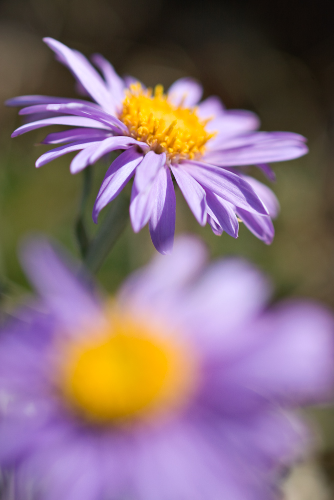 L'aster des Alpes